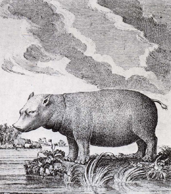unknow artist hippopotamus,flodhasten eller sjokon,som den ocksa kallades